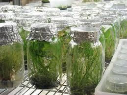Laboratorium Kultur Jaringan